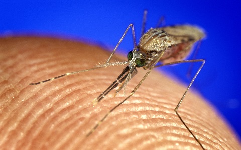 Insecticidas humanos para combatir a los mosquitos de la malaria